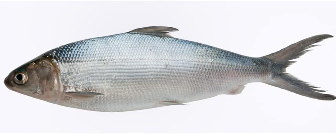 Lot de 4 poissons de lait entiers fraîchement congelés 800 g -/+ 10 %