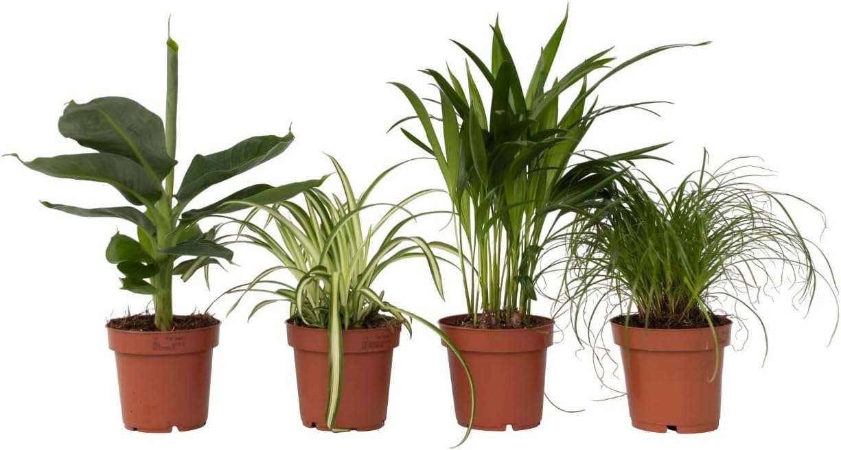 Plantes d'intérieur amies des animaux - Mélange de 4 - Purifiant l'air - Pot 12cm - Hauteur 25-40cm
