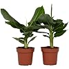 Musa 'Nain oriental' - Set de 2 - Plantes bananiers tropicales - Plantes d'intérieur - Pot 12 - Hauteur 25-40cm